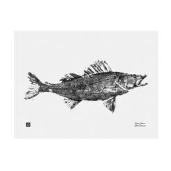 Teemu Järvi Illustrations Zander Poster, 40 X 30 Cm